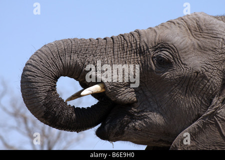 Close-up de tête d'éléphant à un point d'eau dans la réserve de Linyanti, le Botswana, l'Afrique. Banque D'Images