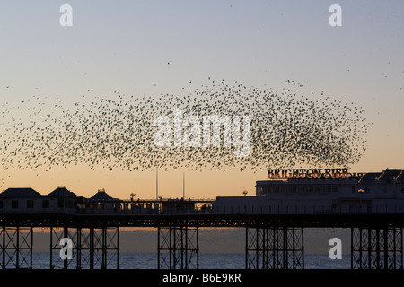 Grande bande ou "urmuration» d'Étourneaux Sturnus vulgaris au-dessus de la jetée de Brighton East Sussex UK hiver Brigton Banque D'Images