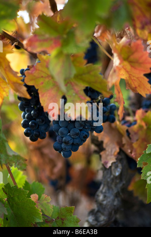 Prêt pour la récolte des raisins mûris dans une vigne près d'Aigne, Aude, Languedoc-Roussillon, France Banque D'Images