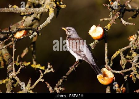 F Turdus Fieldfare sur les pommes d'hiver Norfolk Banque D'Images