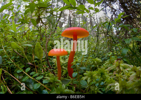 Vue fisheye de champignons dans les Adirondacks de l'État de New York Banque D'Images