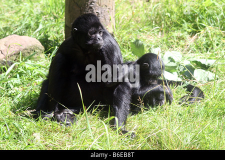 Noir colombien face singe-araignée [le Zoo de Chester, Chester, Cheshire, Angleterre, Grande-Bretagne, Royaume-Uni, Europe]. . Banque D'Images