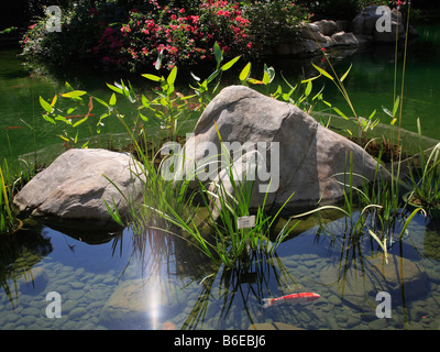 Chine Hong Kong Hong Kong Park Pond Banque D'Images