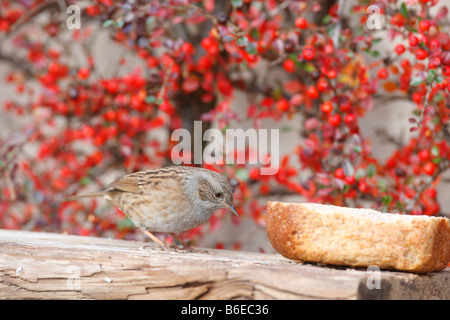 HEDGE SPARROW Prunella modularis alimentant À TABLE D'OISEAUX Banque D'Images