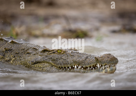 Afrique Botswana Chobe National Park Crocodile du Nil Crocodylus niloticus natation en rivière Chobe Banque D'Images