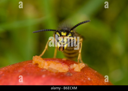 Close-up d'une guêpe commune Vespula Vulgaris 'Alimentation' off a ripe apple tombé Banque D'Images