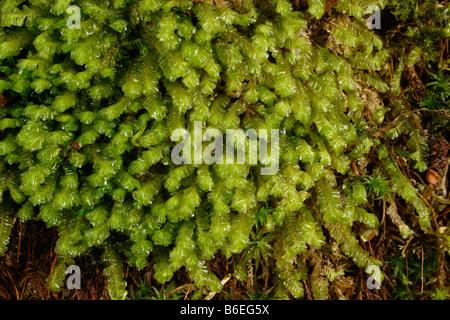 Plus featherwort Plagiochila asplenioides un cadre verdoyant dans l'hépatique UK forestiers Banque D'Images