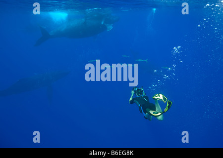 États-unis Hawaii Big Island photographe sous-vue de la plongée libre avec les baleines à bosse Megaptera novaengliae dans l'Océan Pacifique Banque D'Images