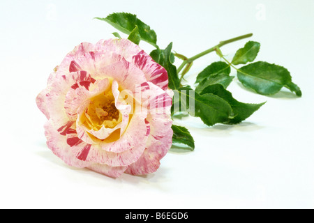 Rose (Rosa sp.), la variété : Camille Pissarro, Nation Arc-en-ciel, fleur, studio photo Banque D'Images