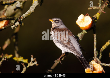 F Turdus Fieldfare sur les pommes d'hiver Norfolk Banque D'Images
