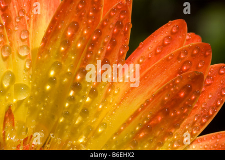Gerbera rouge et jaune avec de l'eau gouttes Banque D'Images