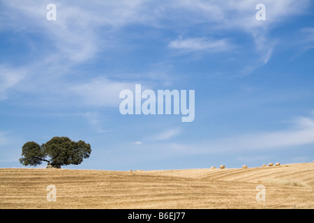 Dolmen dans un paysage méditerranéen typique d'Alentejo (Portugal), très similaire à la Toscane (Italie) Banque D'Images