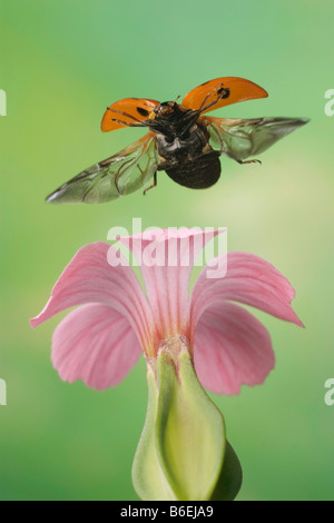 5-spot ou Ladybird Ladybug à cinq points (Coccinella quinquepunctata), Saxe-Anhalt, Allemagne Banque D'Images