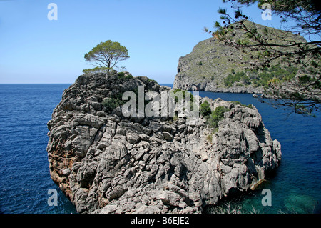 Arbre, rocky island, bay, Cala de Sa Calobra, région protégée, Majorque, Îles Baléares, Espagne, Europe Banque D'Images