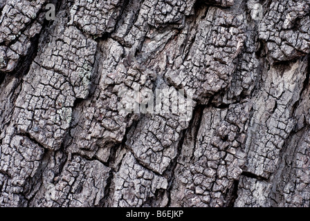 Écorce de Noyer noir Juglans nigra arbre au Jardin botanique d'Oxford UK Banque D'Images