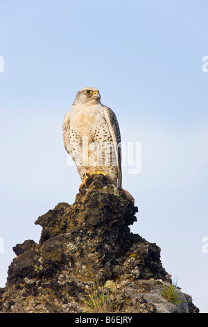 Le Faucon gerfaut Falco rusticolus en Islande Banque D'Images