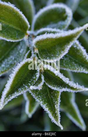 SARCOCOCCA RUSCIFOLIA CHINENSIS GELÉE BLANCHE SUR LE FEUILLAGE Banque D'Images