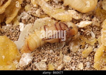 Ténébrion meunier (Tenebrio molitor) beetle chrysalide sur le point de se tourner vers un adulte Banque D'Images