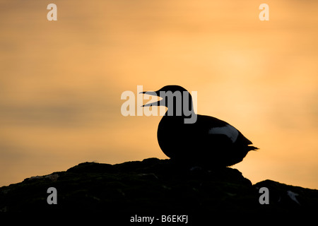 Guillemot silhouette sur Flatey, Islande Banque D'Images