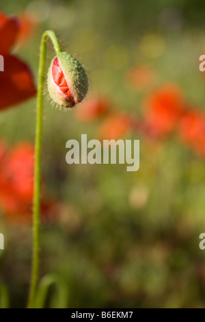 Bright Red Poppy bud dans le domaine Banque D'Images