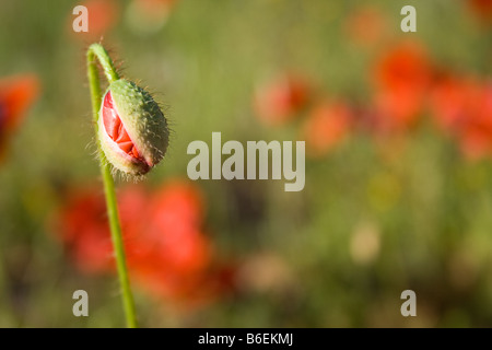 Bright Red Poppy bud dans le domaine Banque D'Images