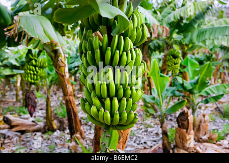 Espagne, Canaries, l'île de La Gomera, Playa de Santiago, bananeraie Banque D'Images