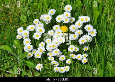 Pelouse ou commun (Daisy) Bellis perennis Banque D'Images