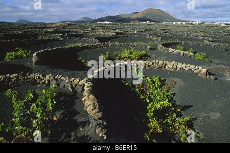 Vin typique de cour entre La Geria et Masdache, Canaries, Lanzarote Banque D'Images