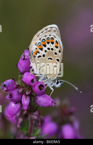 Papillon Bleu constellé d'argent (Plebejus argus) Banque D'Images