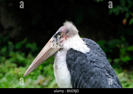 Marabou Stork (crumeniferus Flamant rose (Phoenicopterus ruber), vivant en Afrique Banque D'Images