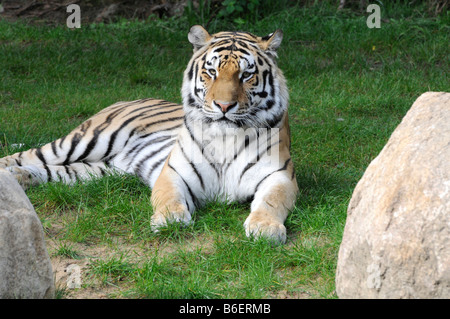 L'amour, de Sibérie ou mandchou tigre (Panthera tigris altaica), zoo, Allemagne, Europe Banque D'Images