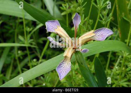 Iris puant in close up Banque D'Images