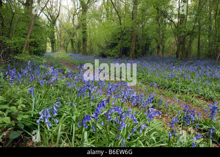 Chemin à travers bois Bluebell spectaculaire Banque D'Images