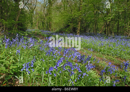 Chemin à travers bois Bluebell spectaculaire Banque D'Images