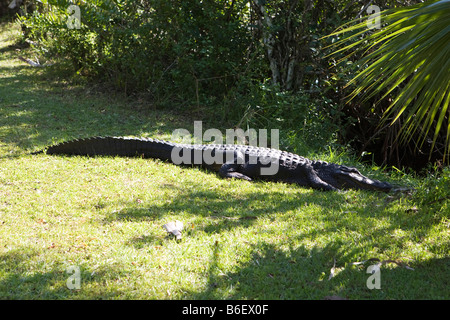 Alligator dans le parc national des Everglades, en Floride Banque D'Images