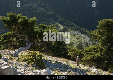 Une marchette en ordre décroissant une crête sur Zizali haut dans le sud de montagnes Taygetos Milea, extra-Mani, Sud du Péloponnèse, Grèce Banque D'Images