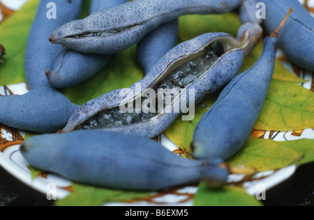 Noirou, haricot Bleu, Bleu d'arbustes Decaisnea fargesii arbre (haricots), fruits bleu Banque D'Images