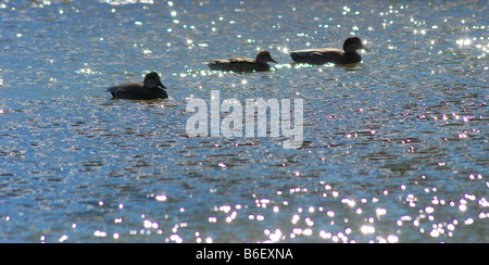 Trois canards au lac miroitant avec de l'eau pétillante Banque D'Images