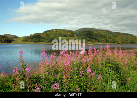 Rosebay Willowherb Loch écossais à côté de plus en plus Banque D'Images