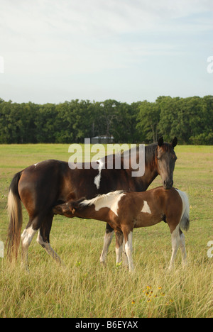 Paint horse mare son poulain en soins infirmiers Banque D'Images