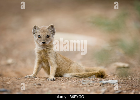 Jeune Afrique Namibie Keetmanshoop Cynictis penicillata Mangouste jaune dans le désert de Namib Banque D'Images