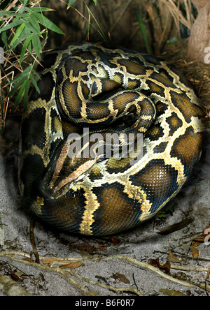 Python birman (python indien, Python molurus), roulé sur le sol Banque D'Images