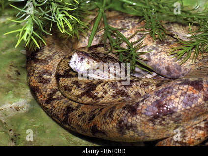 Arbre de jardin, Cook's tree boa boa, Amazon tree boa (Corallus enydris, Corallus hortulanus), roulé Banque D'Images