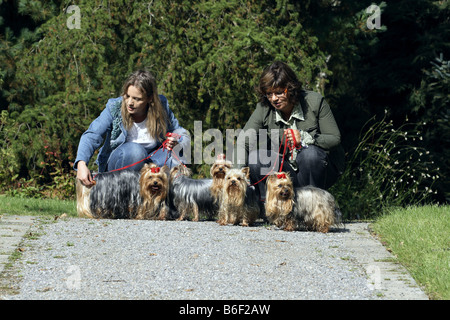 Yorkshire Terrier (Canis lupus f. familiaris), deux femmes avec six chiens sur un chemin dans le parc, Allemagne Banque D'Images