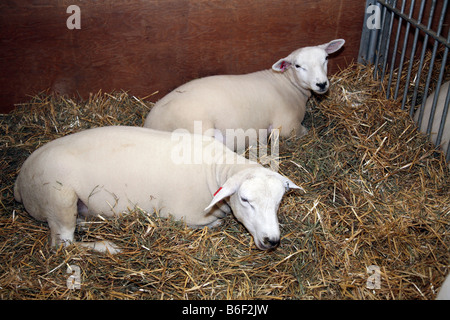 Les moutons au Royal Canadian Agricultural Winter Fair, Toronto,Canada Banque D'Images