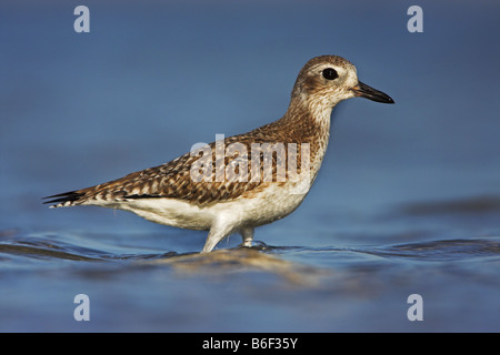 Grey plover (Pluvialis squatarola), l'alimentation en eau, USA, Floride Banque D'Images