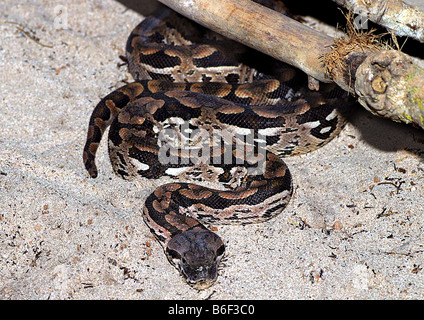 L'Dumeril Acrantophis dumerili boa (, Boa dumerili), personne dans le sable, à Madagascar Banque D'Images