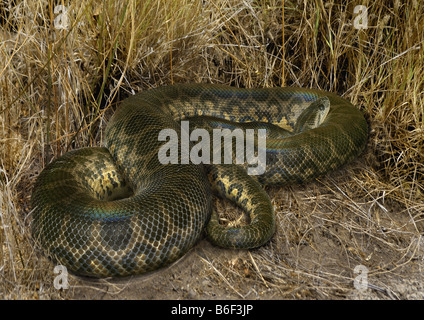 Anaconda jaune (Eunectes notaeus), lys sur le terrain, au Brésil Banque D'Images