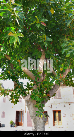 Arbre à caoutchouc indien, caoutchouc (Ficus elastica), grande plante dans un village, l'Espagne, Majorque Banque D'Images