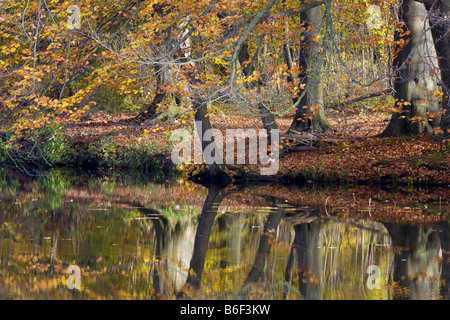 Forêt d'automne mirroring sur surface de l'eau, de l'Allemagne, Brandebourg Banque D'Images